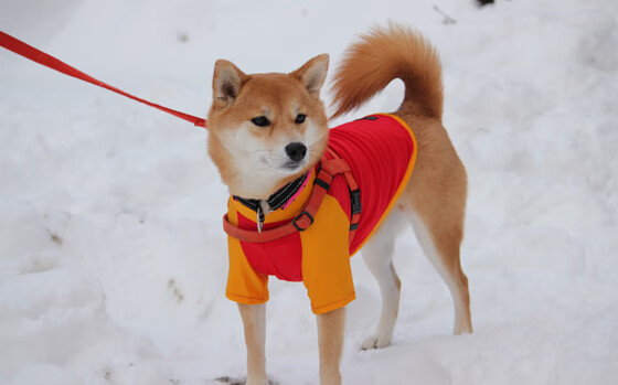 _未来运动配件：智能手环、动力鞋全面升级_，智能运动手环怎么使用教程