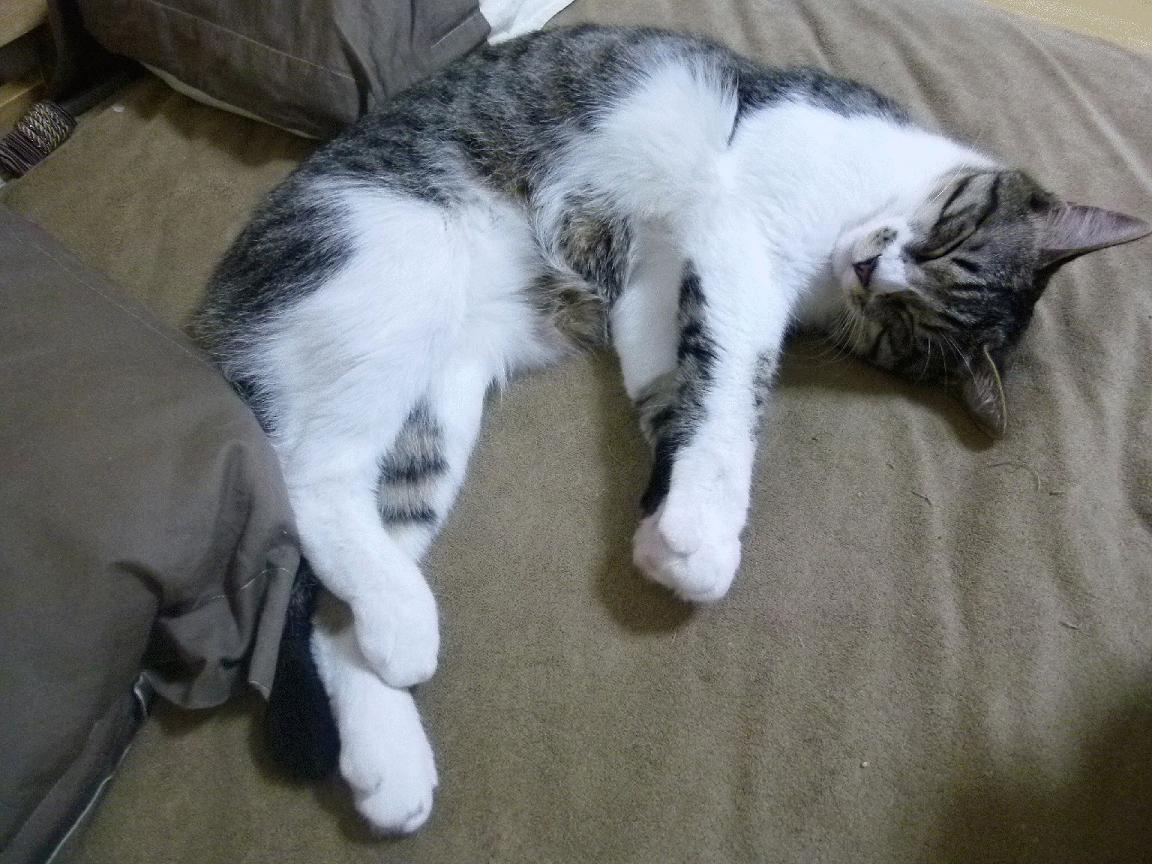 “拍案叫绝:联盟中最酷炫的花式运球”,nba花式运球集锦