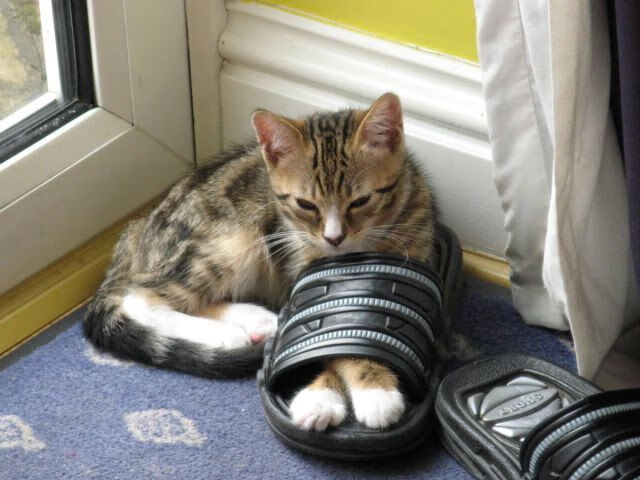 科技助推：AI分析、传感器辅助，打造“智能篮球”，人工智能 篮球