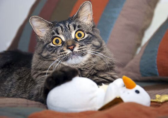 女足世界杯球队备战揭秘，女足世界杯阵容