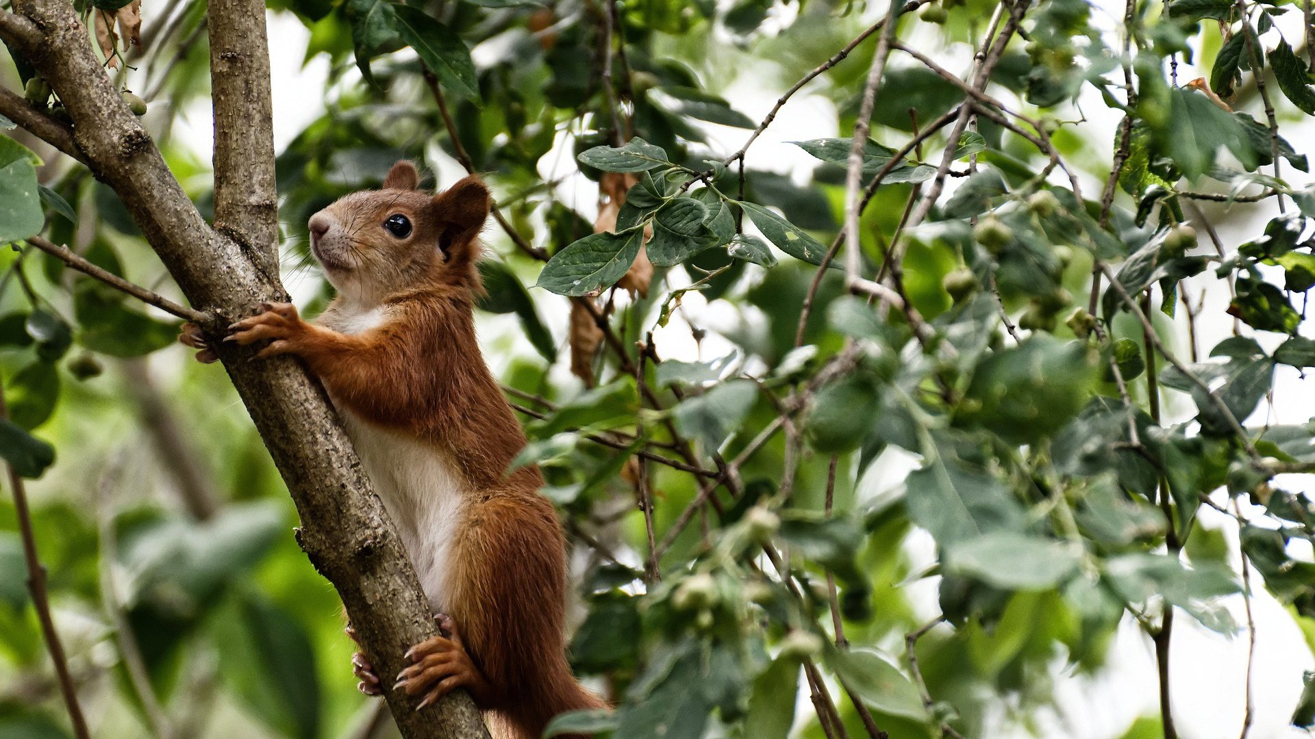 法国男篮在奥运热身赛中战胜土耳其，法国男篮奥运会最好成绩