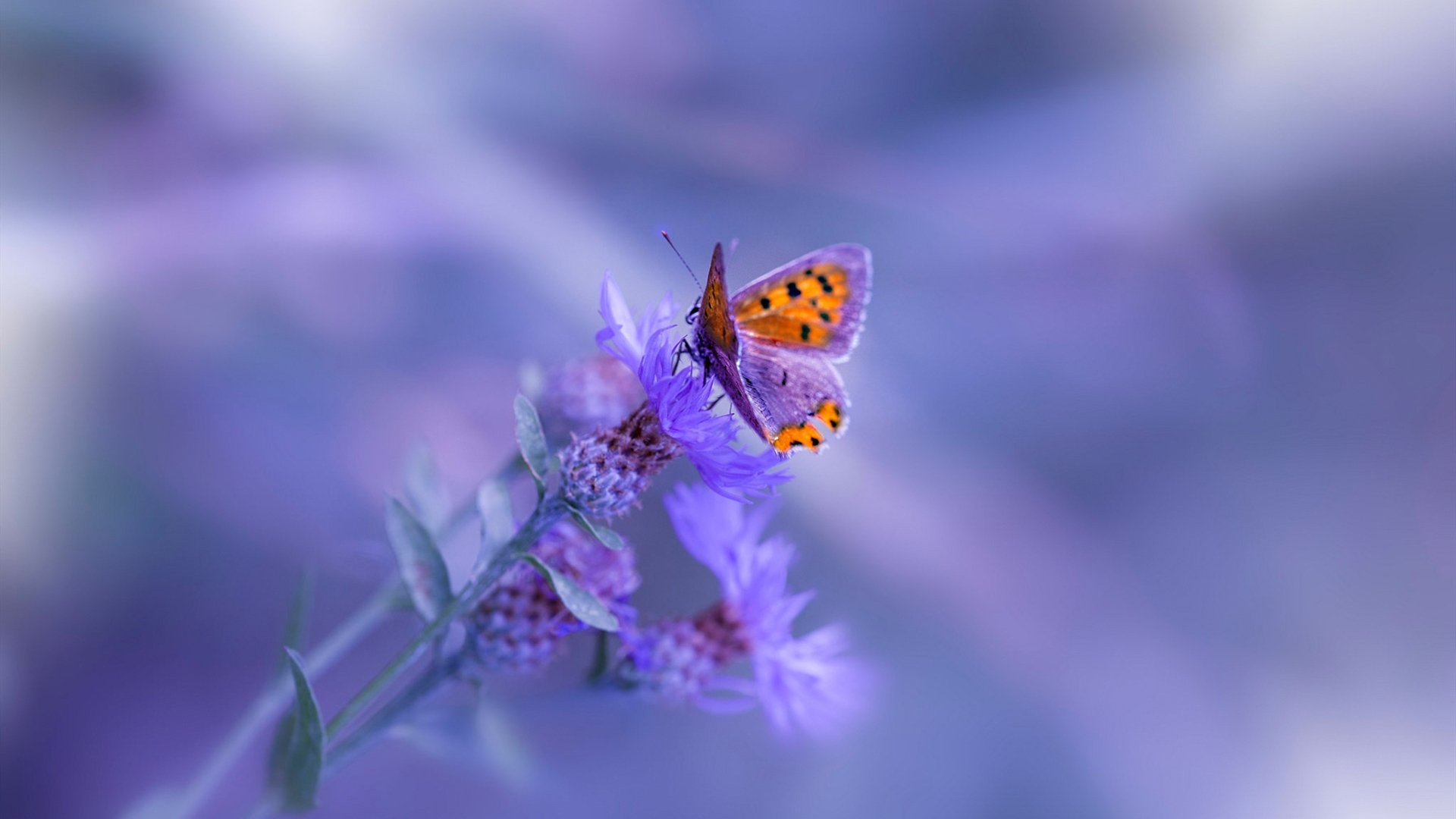 石油人整体实力明显增强，石油人的七夕