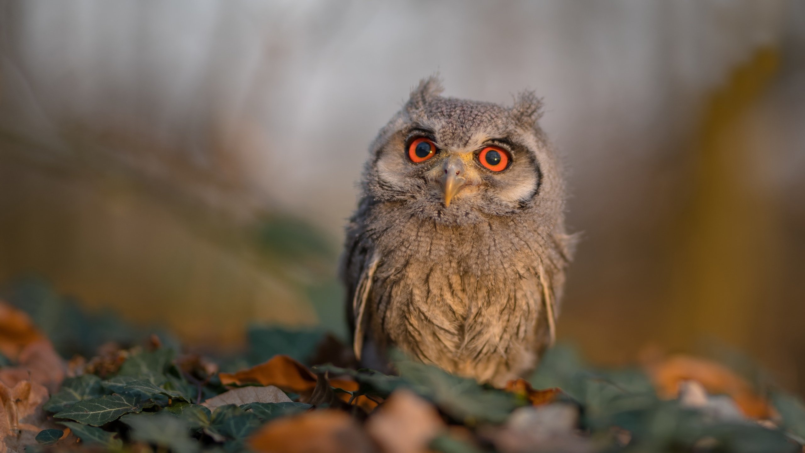 诺里奇城防守反击兼顾,黄蜂军团剑指前二,诺里奇城市
