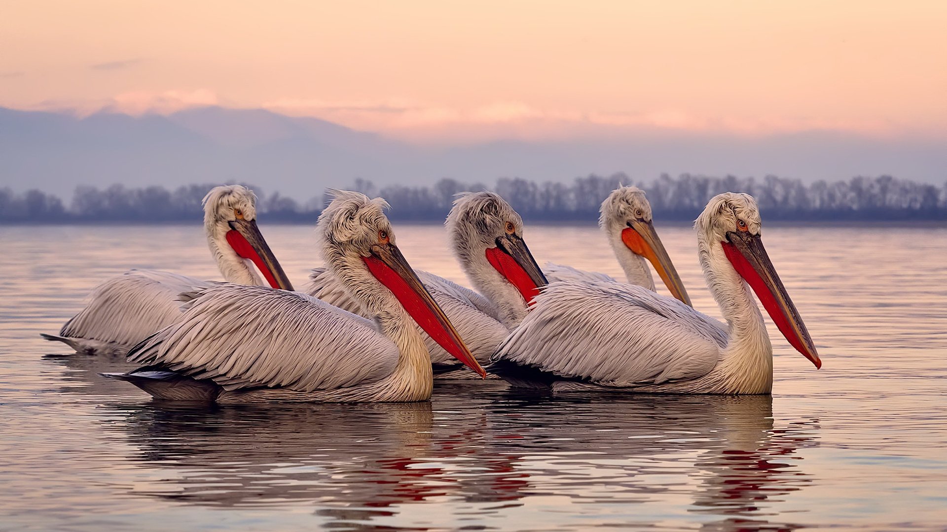 2024世俱杯:新兴球队是否能破局?,新版世俱杯