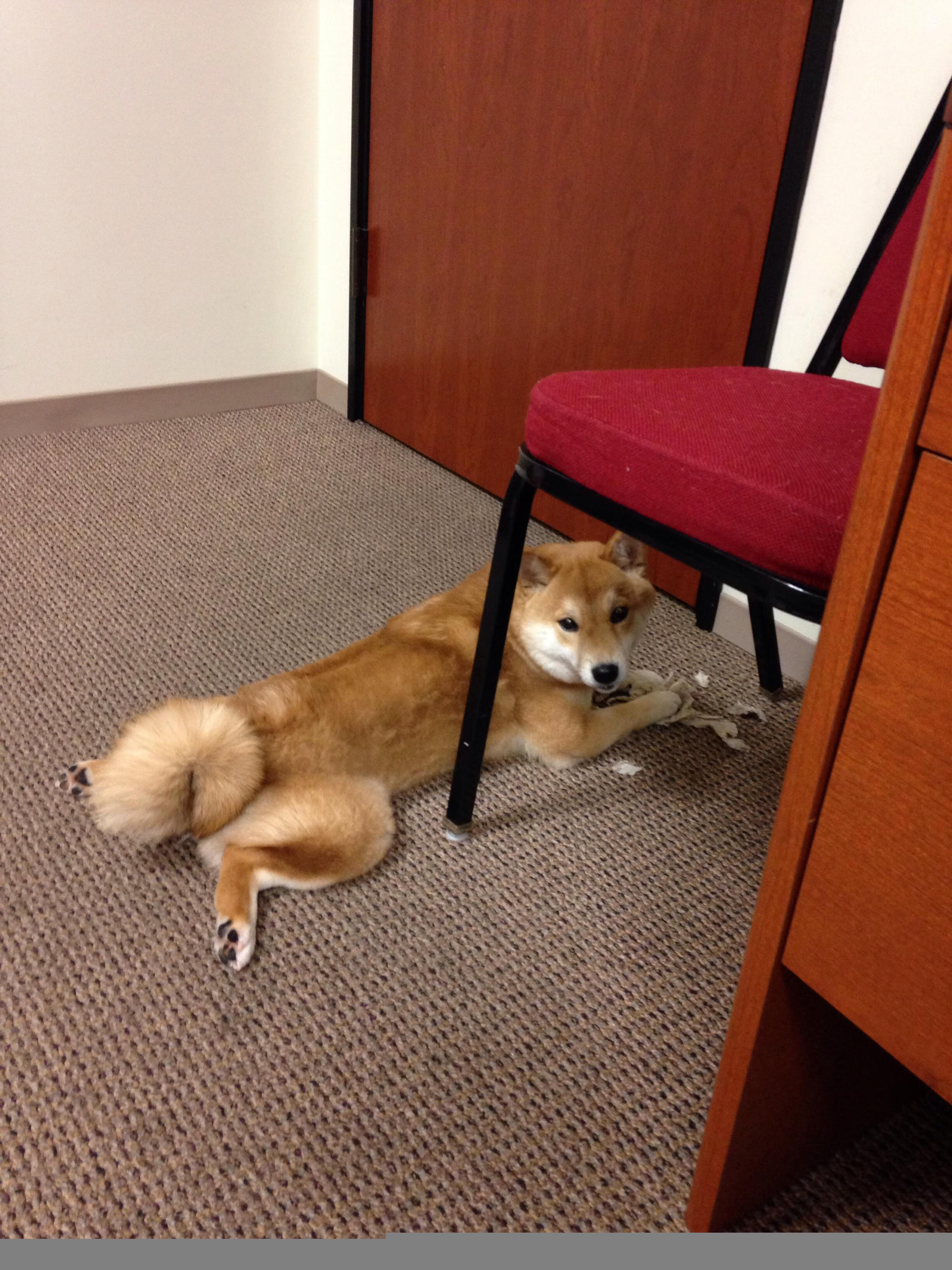 中国篮球运动员体能训练策略分析,中国篮球运动员身体素质