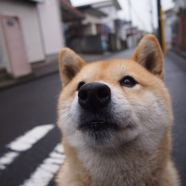 数据报告：中美蝶泳表现谁更接近完美节奏线？，美国蝶泳