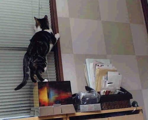 罗马尼亚队赛制战略：团体赛制中的战术灵活性与执行力提升，罗马尼亚乙组ds