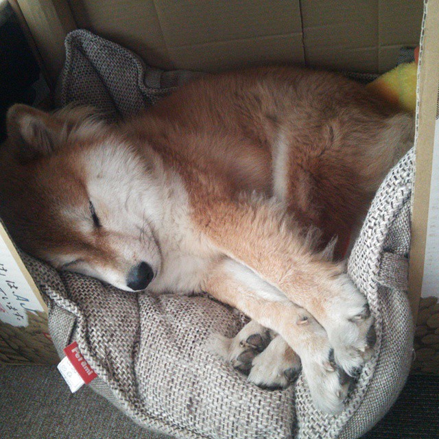 巴雷特：全黑队的“全能型进攻者”，每一场比赛都有精彩表现