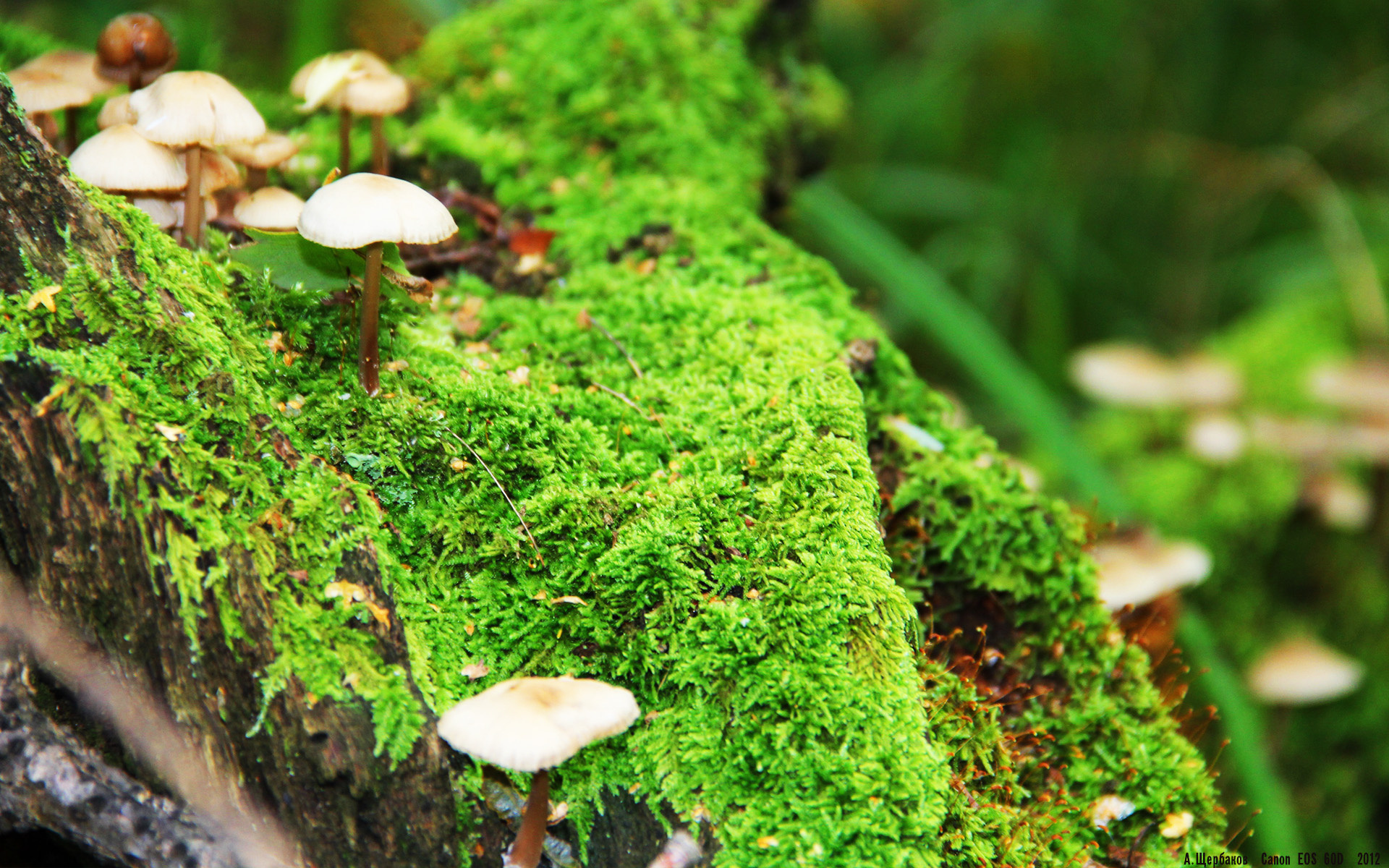 林丹担任赛事推广大使亮相，林丹大赛视频