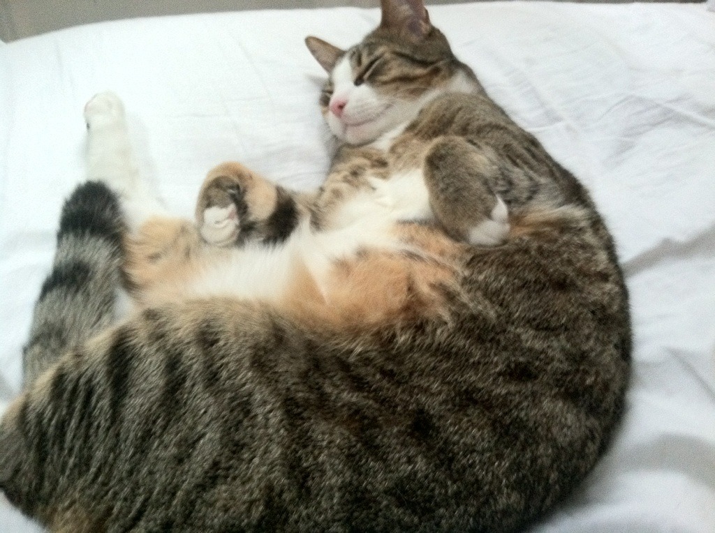 法甲新人崛起：未来巨星引领潮头！，法甲潜力球员