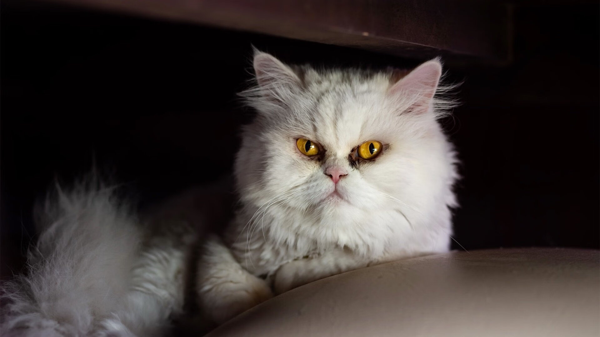 独行侠三分投篮训练引来球迷围观，独行侠队中锋